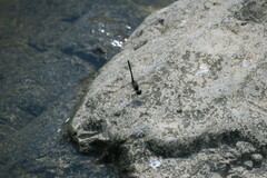 Diplacodes lefebvrii