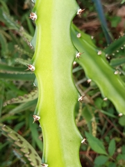 Selenicereus setaceus