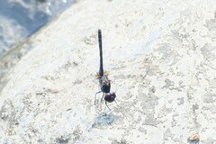 Diplacodes lefebvrii