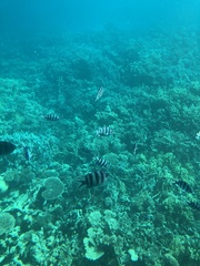 Abudefduf sexfasciatus