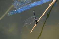 Diplacodes lefebvrii