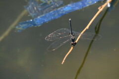 Diplacodes lefebvrii