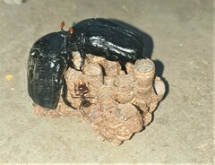 Oplostomus fuligineus