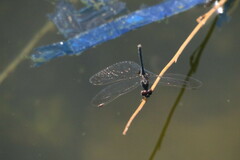 Diplacodes lefebvrii