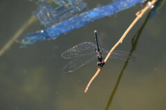 Diplacodes lefebvrii