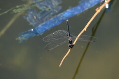 Diplacodes lefebvrii