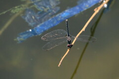 Diplacodes lefebvrii