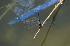 Diplacodes lefebvrii