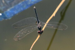 Diplacodes lefebvrii