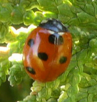 Coccinella algerica