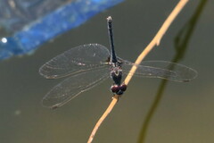 Diplacodes lefebvrii