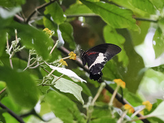 Papilio diophantus