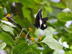 Papilio diophantus