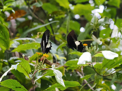 Papilio diophantus