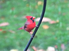 Cardinalis cardinalis