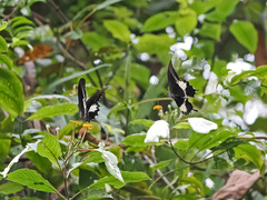 Papilio diophantus