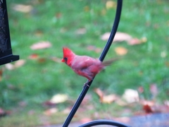 Cardinalis cardinalis