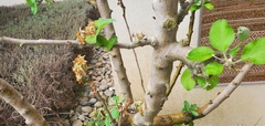 Prunus amygdalus