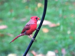 Cardinalis cardinalis
