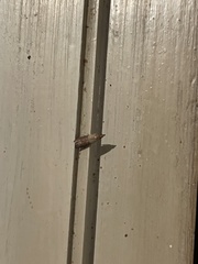 Plodia interpunctella