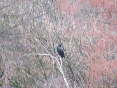 Phalacrocorax carbo