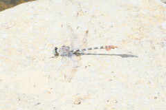 Paragomphus sinaiticus