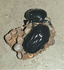 Oplostomus fuligineus