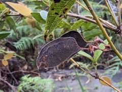 Platylobium parviflorum
