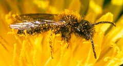 Andrena chrysosceles