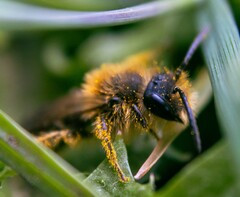 Andrena chrysosceles