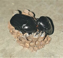 Oplostomus fuligineus