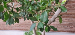 Ficus benjamina