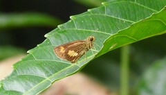 Oriens paragola