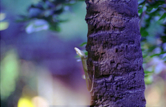 Anolis carolinensis