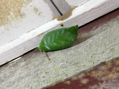 Onomarchus uninotatus