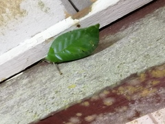 Onomarchus uninotatus