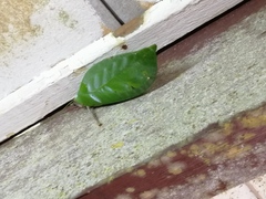 Onomarchus uninotatus