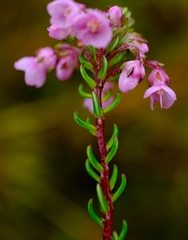 Erica cubica