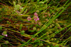 Erica cubica