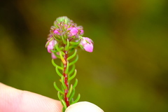 Erica cubica