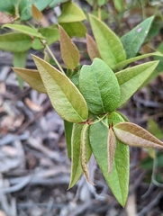 Platylobium parviflorum