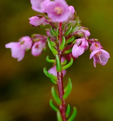 Erica cubica