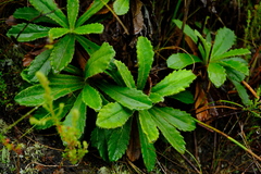 Mairia purpurata