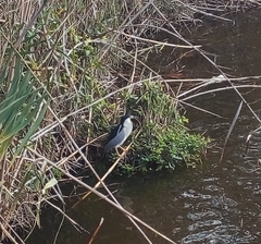 Nycticorax nycticorax
