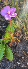 Drosera glabripes