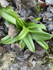 Himantoglossum hircinum