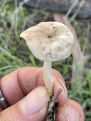Marasmius albogriseus