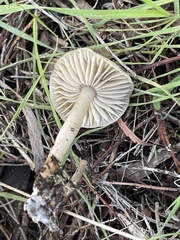 Marasmius albogriseus
