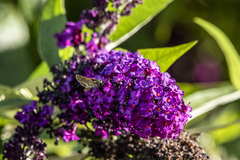 Taractrocera papyria