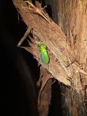 Chlorocysta vitripennis